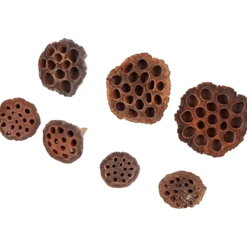Merk Kunstplanten & -Bloemen>Home Accents Natural Droogmix